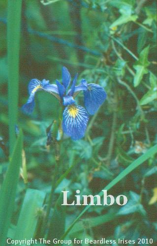 Jack Ellis - Limbo (2)